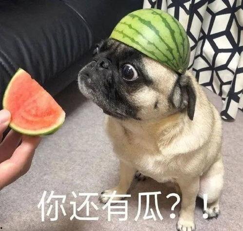 吃瓜爆料图片表情包,揭秘娱乐圈幕后故事