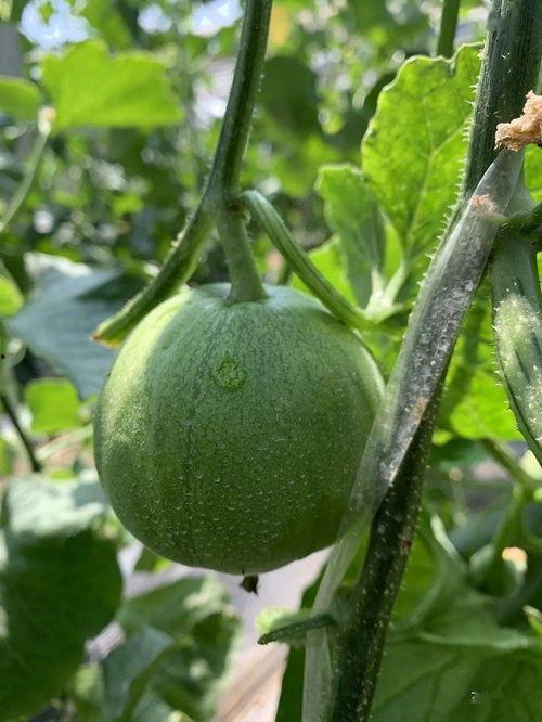 娱乐吃瓜封面如何做的