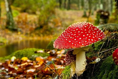蘑菇视频爆料黑料吃瓜,揭秘娱乐圈黑料，吃瓜群众狂欢时刻