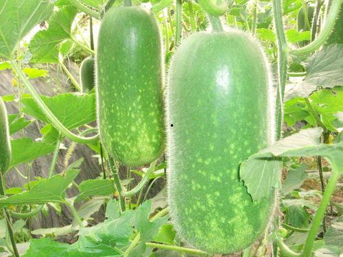 小郭吃瓜爆料图片大全,揭秘娱乐圈幕后真相，海量爆料图片大公开