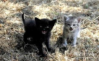 娱乐吃瓜酱小猫民宿,娱乐吃瓜酱的温馨食宿之旅