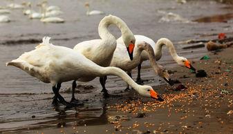 天鹅娱乐资讯吃瓜